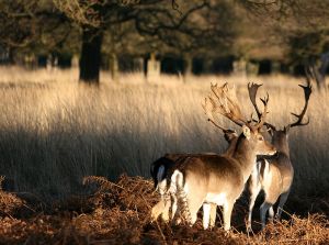 800px-Two_deer_at_Richmond_Park_London