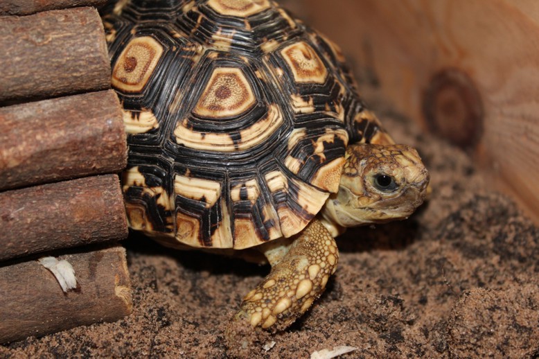 Leopard_Tortoise