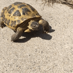 tumblr_oojaguHw7O1qdtqago1_400